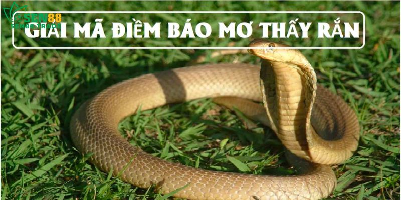 Điềm báo tốt hay xấu khi nằm mơ thấy rắn? 