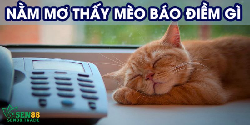 Điềm tốt khi ngủ mơ thấy mèo