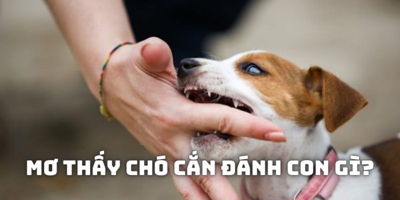 Mơ thấy bầy chó cắn nhau