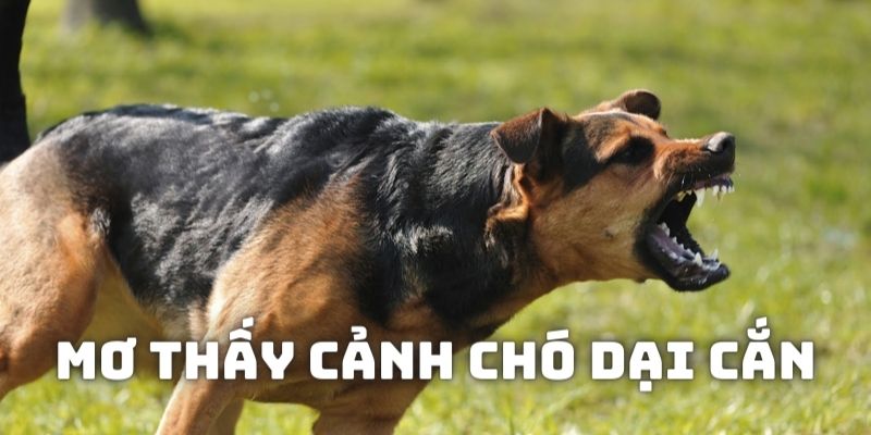 Mơ thấy cảnh chó dại, điên đuổi cắn có ý nghĩa gì?